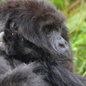  Gorilla (Congo)